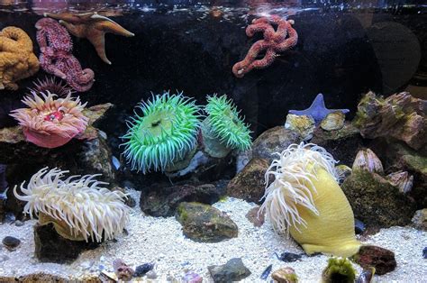 Sea Anemone Guide Keeping Sea Anemones In A Reef Aquarium Coralrealm