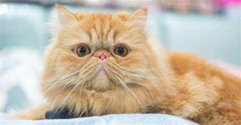 9 Yellow Cat Breeds And Yellow Cat Names