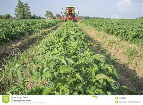 Pesticides used on tomato farms are classified according to their target organisms, chemical class the duration between spraying pesticides and harvesting the tomato fruit for consumption ranged. Tractor Spraying Pesticides Over Young Tomato Plants Stock ...