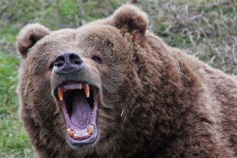 Aveek Blogs Kodiak Bear