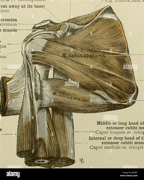 An Atlas Of Human Anatomy For Students And Physicians Anatomy The