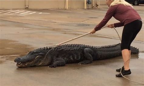 Video Houston Gator Wranglers Release Massive Urban Alligator Into