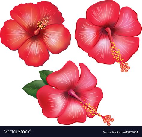 Set Red Hibiscus Flowers Royalty Free Vector Image