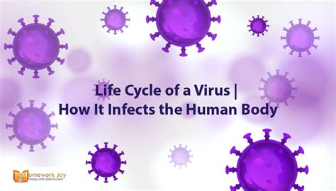 Life Cycle Of A Virus How It Infects The Human Body