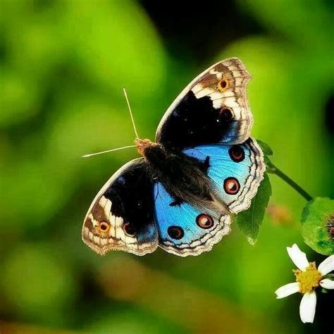 Two Blue Butterflies Sitting On Top Of A White And Green Flower Next To