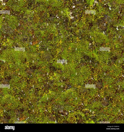 Moss Seamless Texture Stock Photo Alamy