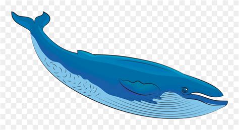 Download Blue Whale Clipart Whale Clipart Png Download 5212188