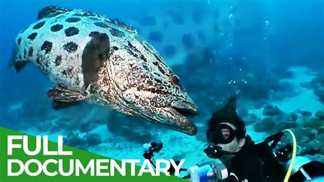 The Underwater Wonderland Of Australia Free Documentary Nature Youtube