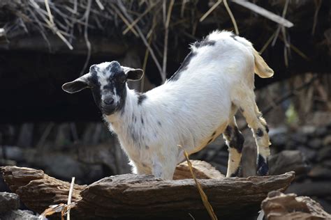 Goat Konso Pictures Ethiopia In Global Geography