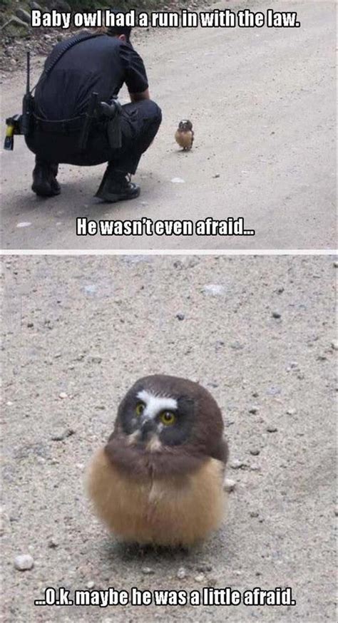 Funny Animal Pictures Of The Day 26 Pics Animal Jokes Funny Animal