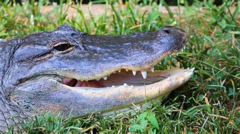 florida man trying to flee police gets most of arm bitten off by alligator aol news