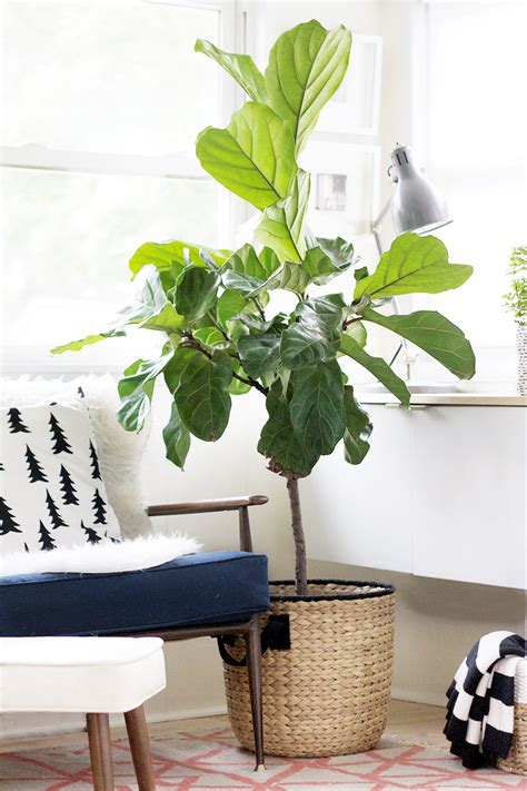 Pruning Your Fiddle Leaf Fig Deuce Cities Henhouse