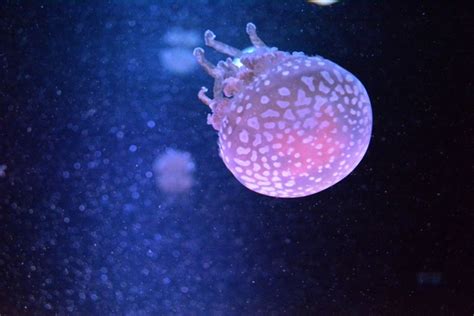 Baby Jellyfish Photorator