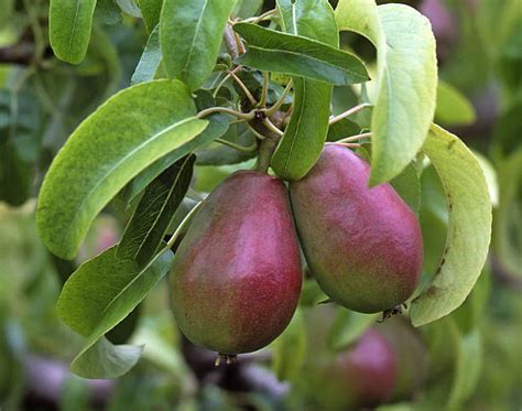 880 Green Anjou Pears Stock Photos Pictures And Royalty Free Images