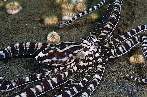 Science In Pics Mimic Octopus