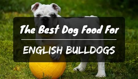 The Best Dog Food For English Bulldogs In 2024 Petdt