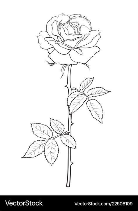 Black And White Rose Flower With Leaves And Stem Vector Image
