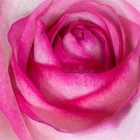 Pink Rose Closeup Stock Photo Image Of Flora Format