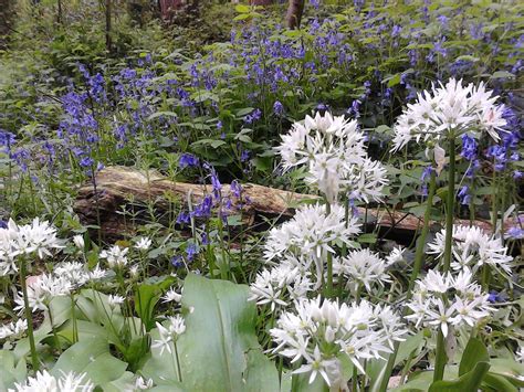 Wild Garlic And Bluebells Taken In Our Back Garden Jervis Lun