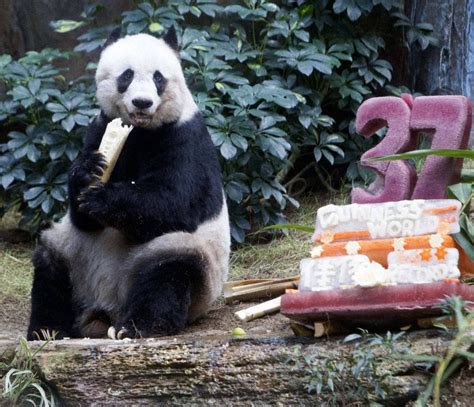 Panda Jia Jia Turns 37 Becoming The Oldest Ever Giant Panda In