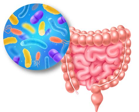Curso Alimentación Antiinflamatoria Y Microbiota Intestinal Vivo Sano