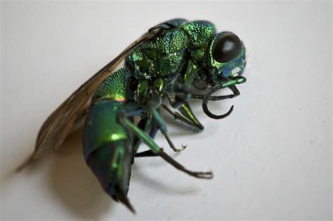 Green Hornet Insect