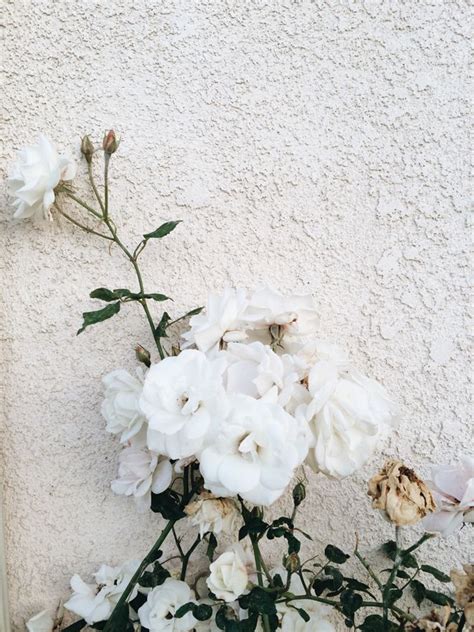 White Flower Aesthetic Pinterest The Home Garden