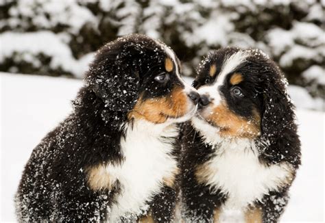33 Hypoallergenic Bernese Mountain Dog Pic Bleumoonproductions