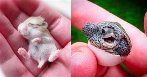 15 Adorable Baby Animals That Are Too Cute To Be True