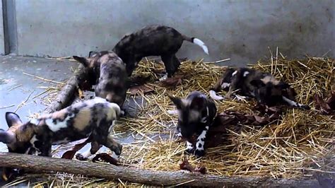 Painted Dog Pups Push Pull And Play Behind The Scenes Cincinnati Zoo