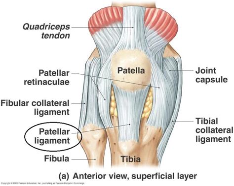 Shoulder And Knee Joint Ligaments Aandp Exam Study Guide
