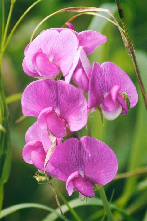 Vetchwild Vetchpinkbloomplant Free Image From