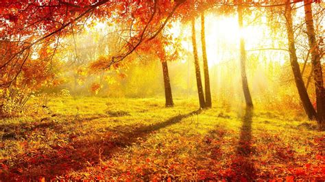 Maple Tree Nature Trees Forest Sun Hd Wallpaper Wallpaper Flare