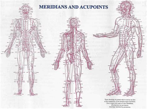meridians & acupuncture points | Acupuncture, Acupuncture points, Acupressure points