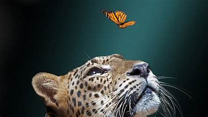 Seeing Jaguar Flying Butterfly Animals Wallpapers Hdwallpapers