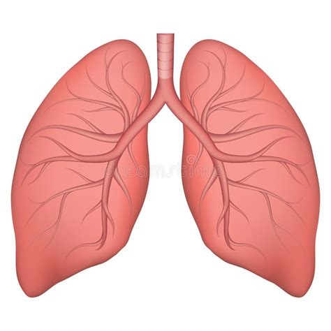 Ilustração Vetorial Da Estrutura Pulmonar Humana Desenho Realista Para