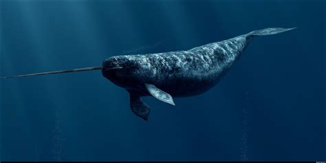 Where Narwhals Like To Hang Out Earth Earthsky