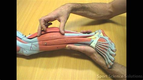 Sit with the roll in front of you under your calf with your ankles crossed. Muscles of the Lower Leg - YouTube