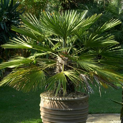 Chamaerops Humilis European Fan Palm Plant Free Uk Delivery