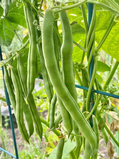Organic Blue Lake Pole Green Beans Seeds For 2021 2022 Each Etsyde