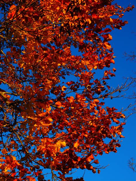 Free Images Branch Sunlight Flower Colorful Season Maple Tree