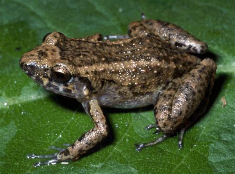 Eleutherodactylus Frog Its Nature