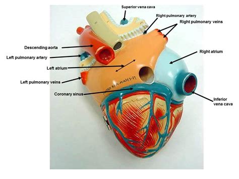 Posterior Interventricular Artery Model