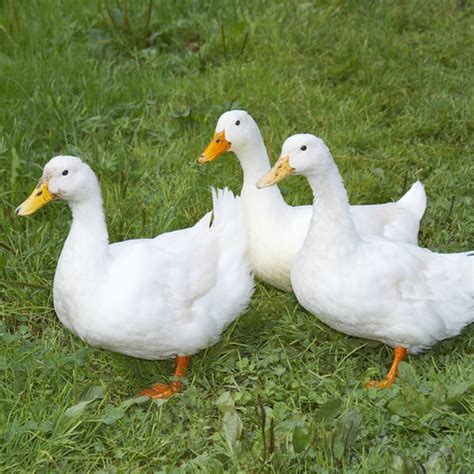 About pekin ducks the pekin duck originated in what is now known as bejing, china and was introduced into the americas in the 1870s. Jumbo Pekin Ducklings | Purely Poultry