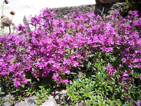 How To Grow Red Creeping Thyme From Seeds Plantly