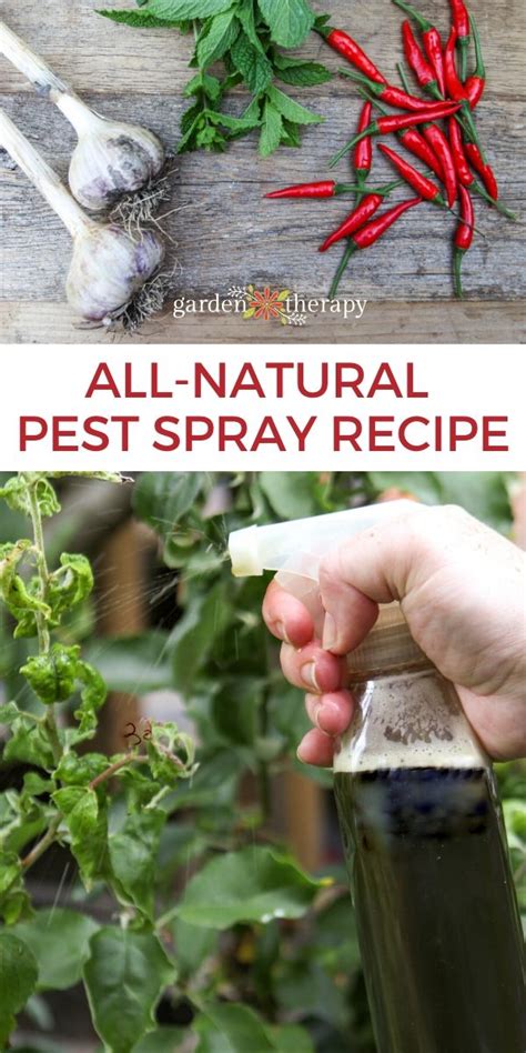 Natural Pest Control Spray With Herbs Garden Therapy