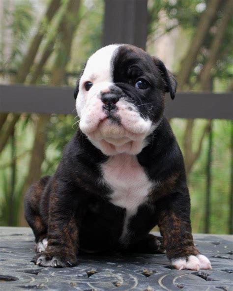 Black Brindle Olde English Bulldogge Puppies For Sale