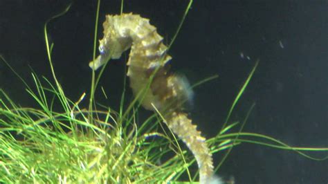 Must See Seahorse Mating Season But Dusky Pipefish In The Middle To