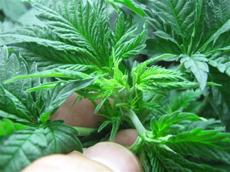 Wolverton is a scientist and writer known for how to grow fresh air: Start your Outdoor Cannabis Plants l Marijuana Seeds l ...