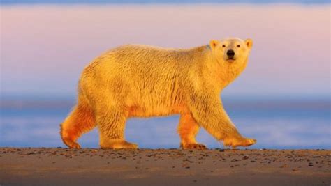 Polar Bears The Crazy Science Behind Their Black Skin And Transparent